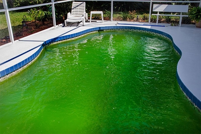 Nguyên nhân nước bể bơi màu xanh lá cây