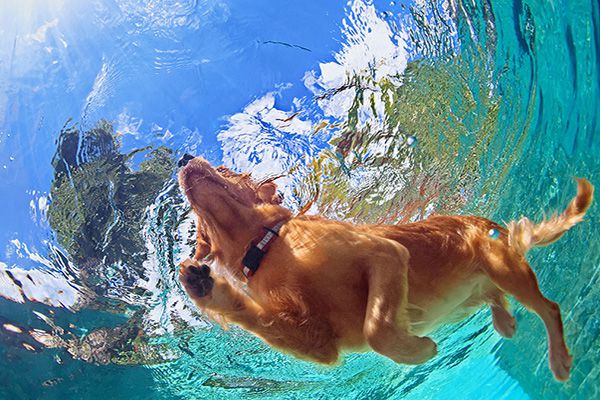 Lợi ích của việc bơi chó